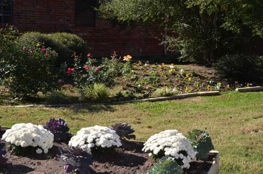 A vibrant flower garden filled with various colorful blooms and lush green foliage in Denison, TX